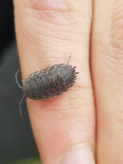 Porcellio herminiensis