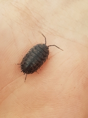 Porcellio herminiensis