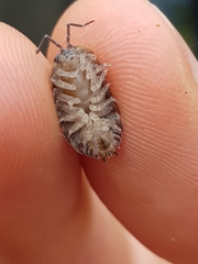 Porcellio herminiensis