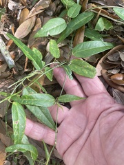 Passiflora pallida