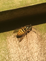 Vespula