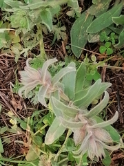 Nonea vesicaria