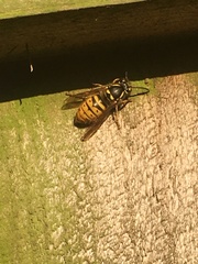 Vespula