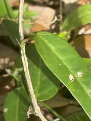 Passiflora pallida