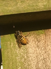 Vespula