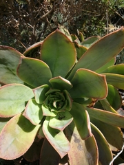 Aeonium davidbramwellii image