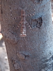 Liturgusa cayennensis