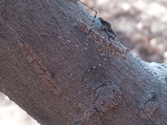 Liturgusa cayennensis