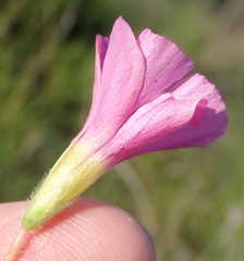 Oxalis imbricata violacea
