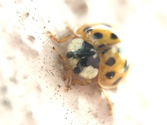 Harmonia axyridis