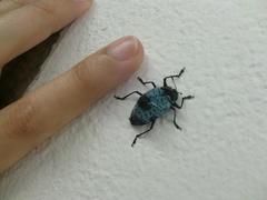 Cypherotylus dromedarius