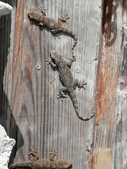 Tarentola mauritanica