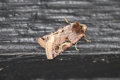 Cerastis enigmatica