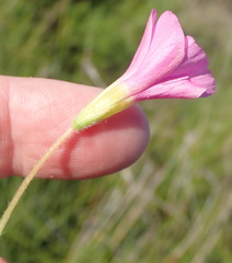 Oxalis imbricata violacea