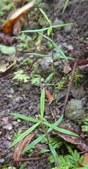 Scleromitrion brachypodum