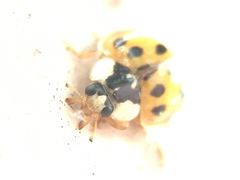 Harmonia axyridis