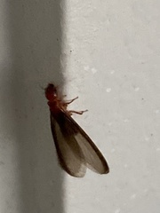 Zootermopsis nevadensis