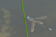 Lestes forcipatus