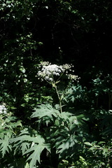 Heracleum leskovii