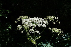 Heracleum leskovii