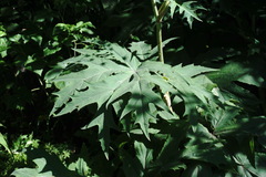 Heracleum leskovii
