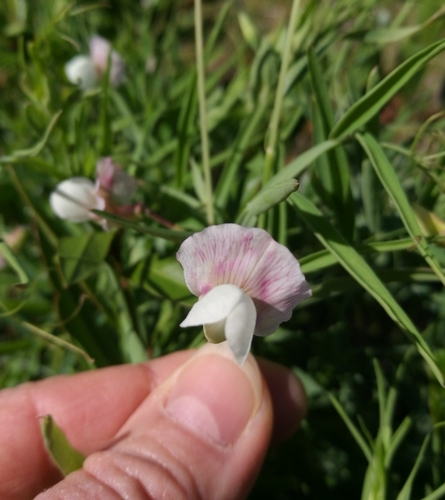 Image of Lathyrus sativus by no rights reserved