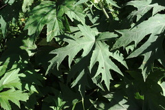 Heracleum leskovii
