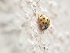 Harmonia axyridis