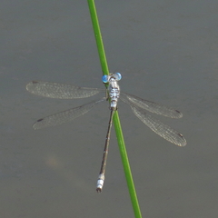 Lestes forcipatus