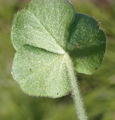 Oxalis imbricata violacea