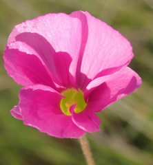 Oxalis imbricata violacea