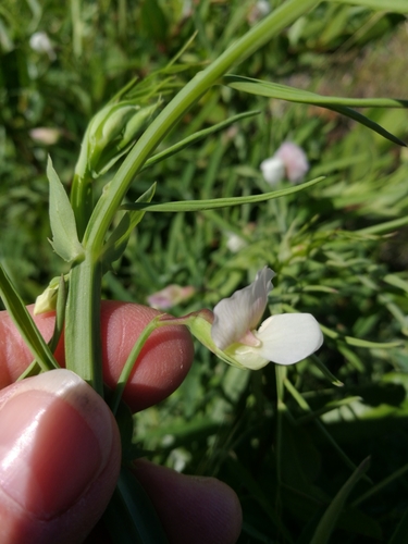 Image of Lathyrus sativus by no rights reserved