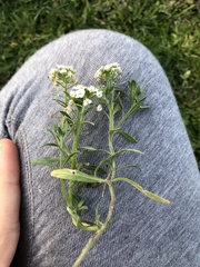 Lobularia maritima maritima