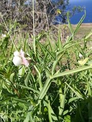 Lathyrus sativus image