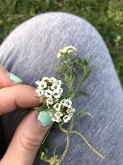 Lobularia maritima maritima