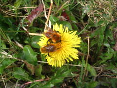 Bombus dahlbomii
