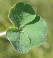 Oxalis imbricata violacea