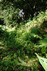 Polemonium caucasicum