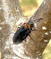 Dolerus unicolor