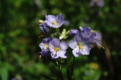 Polemonium caucasicum