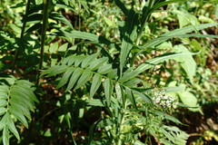 Polemonium caucasicum
