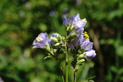 Polemonium caucasicum