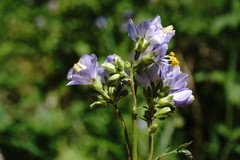 Polemonium caucasicum