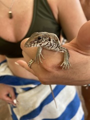 Aspidoscelis maximus