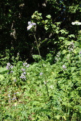Polemonium caucasicum