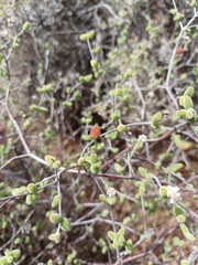Drosanthemum globosum