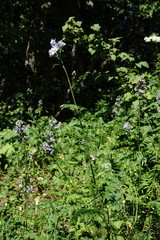 Polemonium caucasicum