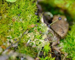 Fossombronia longiseta