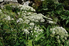 Heracleum leskovii