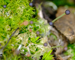 Fossombronia longiseta